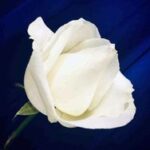 Joan Wood (née Leggett)