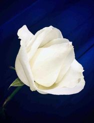 Joan Wood (née Leggett)