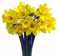 Violet Wilson (née Waller)