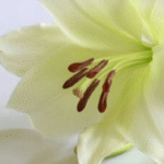 Margaret Walshe (née Bobbett)